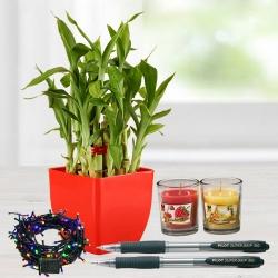 Exquisite Plant Gift Combo