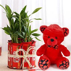 Classy V-day Special Gift of Chocolates, Teddy n Lucky Bamboo Plant
