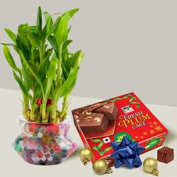 Classic 2 Tier Lucky Bamboo Plant n Plum Cake for Christmas
