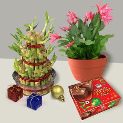 Finest Lucky Bamboo n Cactus Plant n Plum Cake for Christmas