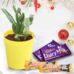Stunning Xmas Gift of Cactus Plant with Self Watering Pot n Cadbury Chocolates to Nipani