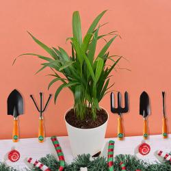 Exclusive Xmas Gift of Areca Plant with Gardening Tool Kit to Nipani