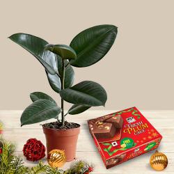 Buy a Trendy Rubber Fig Live Plant with Plum Cake for Christmas Gift