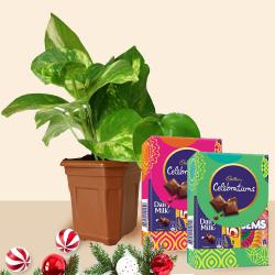 Gift Potted Money Plant with Cadbury Celebration Chocolates on Christmas