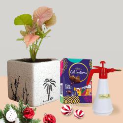 Sensational Xmas Gift of Syngonium Plant with Spray Pump n Chocolates to Nipani
