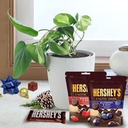 Gift of Live Philodendron Plant with Hersheys Chocolates on Christmas