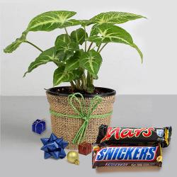 Resplendent Gift of Syngonium Plant n Imported Chocolates on Christmas to Tirur