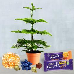 Norfolk Island Pine Live Xmas Plant with String Lights n Cadbury Chocolates