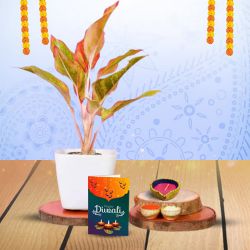 Festive Hamper  Light And Plant to Hariyana