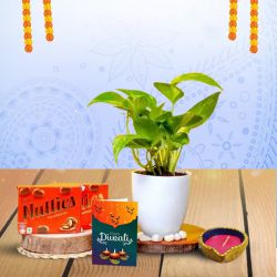 Money Plant Duo, Sweet Treats to Hariyana