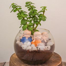 Calming Jade Plant and Buddha Set