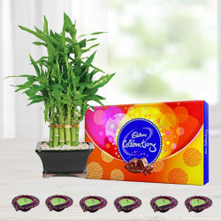 Cadbury Chocolates with Lucky Bamboo Tree n Diya