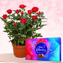 Awesome Gift of Rose Planter n Cadbury Celebrations