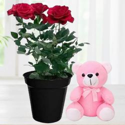Enigmatic Love Combo of Rose Plant with Soft Teddy