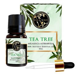 Rejuvenating Tea Tree Essential Oil to Lakshadweep