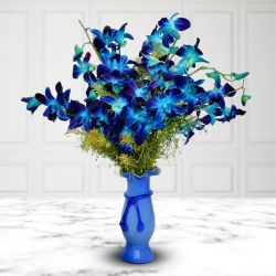 Impressive Blue Orchids Elegance to Nipani