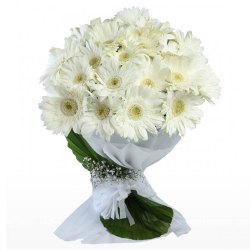 Elegant White Gerberas Bunch