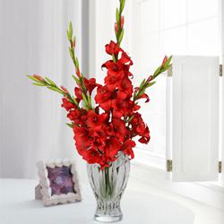 Outstanding Red Gladiolus Arrangement in Glass Flower Vase to Nipani