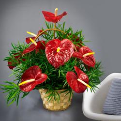 Lovely Red Anthurium in a Basket to Punalur