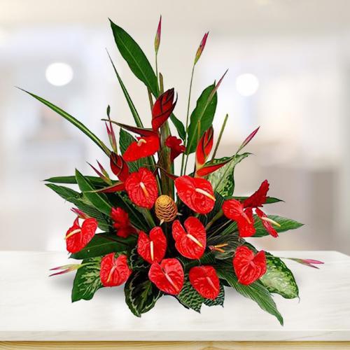 Breathtaking Anthurium n BOP Arrangement to Cooch Behar