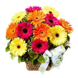 Enchanting Basket Arrangement of 150 Colorful Gerberas
