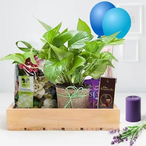 Marvelous Money Plant, Iris Potpourri, Scented Candle n Chocolates Hamper to Kanyakumari