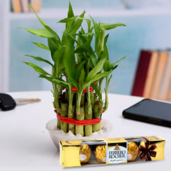 Vibrant Two Tier Bamboo Plant with Ferrero Rocher Chocolates to Irinjalakuda