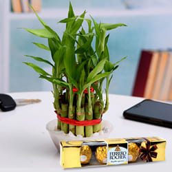 Vibrant Two Tier Bamboo Plant with Ferrero Rocher Chocolates to Cooch Behar