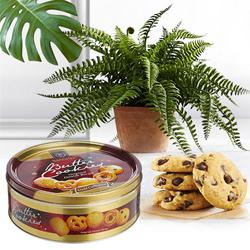 Go Green Air Purifying Bostern Fern Plant with Cookies Combo Gift