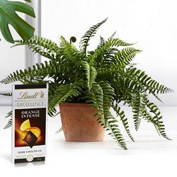 Flowering Pot of Bostern Fern Indoor Plant with Chocolate to Irinjalakuda