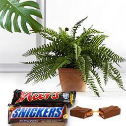 Eye-Catching Collection of Bostern Fern Plant with Chocolates to Gudalur (nilgiris)