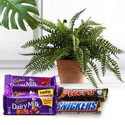 Assorted Chocolate Gift Pack with Air Purifying Plant to Alwaye