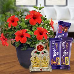 Exquisite Gift of Hibiscus Plant Pot with Mandap N Chocolate Pack