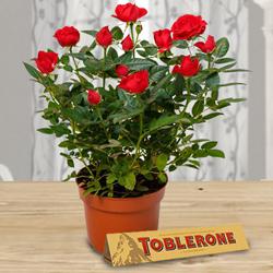 Blossoming Gift of Red Rose Plant with Chocolate Treat