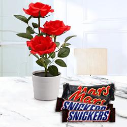 Aromatic Combo of Red Rose Planter with Chocolates to Marmagao