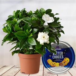 Vibrant Selection of Jasmine Plant with Cookies to Palai