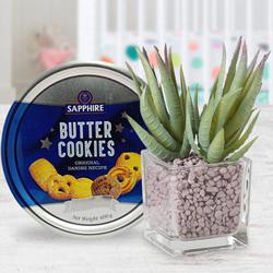 Evergreen Gift of Aloe Vera Plant with Cookies to Marmagao