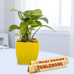 Blooming Gift of Money Plant with Chocolates to Palai