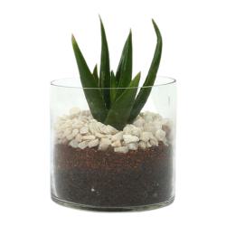 Keep Growing Aloe Vera Plant