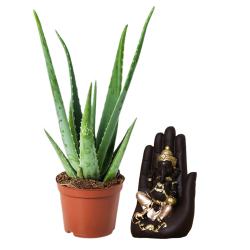 Mini Aloe Vera Plant n Ganesh Idol Duo