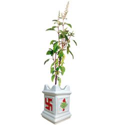 Evergreen Tulsi Plant in Ceramic Pot to Alwaye