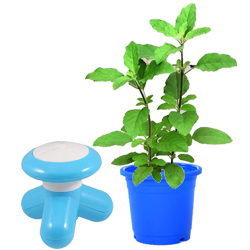 Go Green Basil Plant n Corded Electric Massager Duo