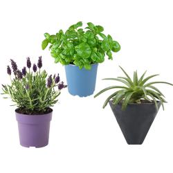 Ever Blooming Set of 3 Good Fortune Plants