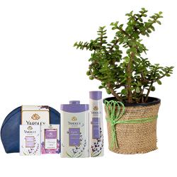 Lively Jade Plant n Yardley Lavender Gift Kit Duo to Ambattur