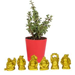 Elegant Jade Plant with Laughing Buddha Duo
