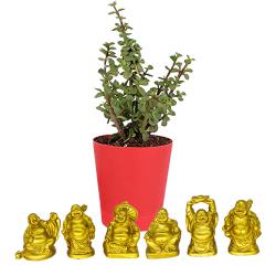 Elegant Jade Plant with Laughing Buddha Duo to Uthagamandalam