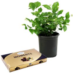 Soothing Jasmine Plant n Ferrero Rocher Duo to Palani