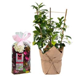 Gift of Freshness - Jasmine Plant n Potpourri to Lakshadweep