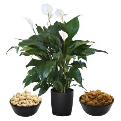 Air Purifying Peace Lily Plant n Assorted Dried Fruits