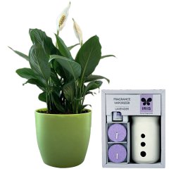 Gorgeous Pair of Air Purifying Peace Lily n IRIS Fragrance Vaporizer to Perumbavoor